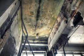 Best Basement Mold Removal in Triana, AL